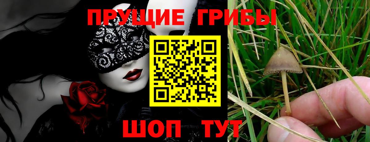 Псилоцибиновые грибы Psilocybe Губкинский